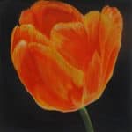 Orange Flower