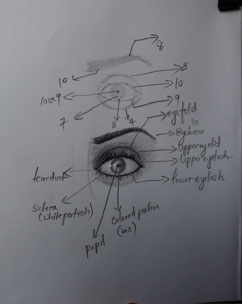 Portrait drawing for beginners – Dos and Don'ts